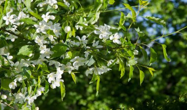 Elma Çiçekleri, Elma Çiçeği. Doğal yeşil arka planda gün ışığında. Ağaç beyazı baharda çiçek açar..