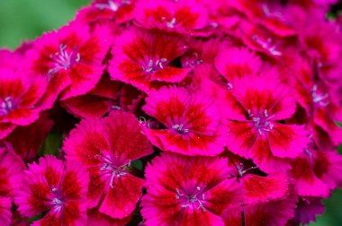 Alyssum çiçekleri karakteristik olarak küçüktür ve terminal kümelerinde gruplandırılır; genellikle sarı ya da beyaz renklidir ama pembe ya da mor olabilir..