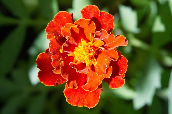 Espécie Tagetes Lucida Conhecida Como Pericones Usada Para Fazer Chá — Fotografia de Stock