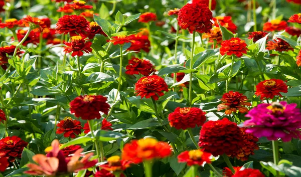 Zinnias Son Plantas Anuales Arbustos Sub Arbustos Que Crecen Principalmente —  Fotos de Stock