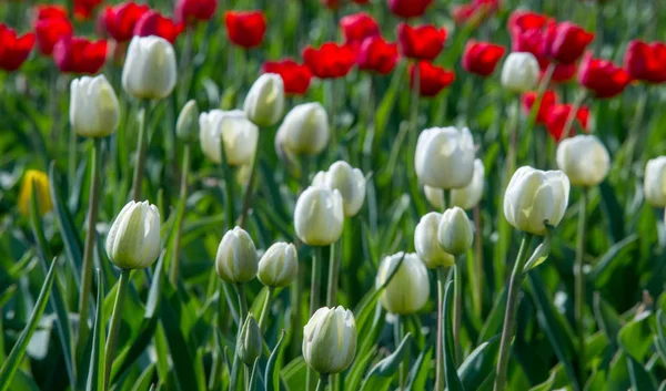 Laleler Tulipa Saklama Organı Olarak Ampullere Sahip Bahar Çiçekleri Açan — Stok fotoğraf