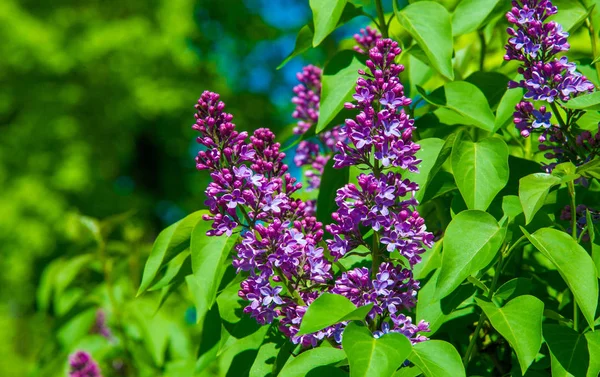 Syringa Lilac Blühende Gehölzarten Aus Der Familie Der Olivengewächse Die — Stockfoto