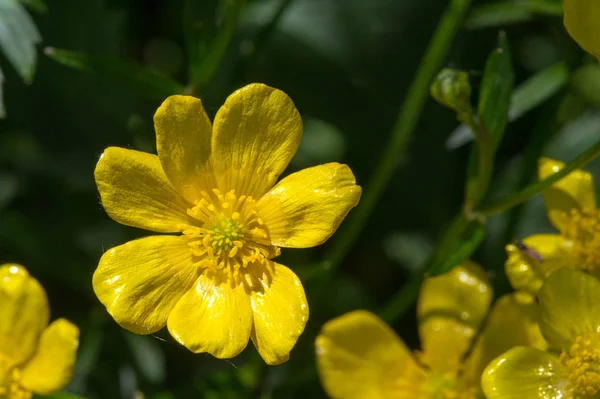 Ranunculus Acris Είναι Ένα Είδος Ανθοφόρου Φυτού Της Οικογένειας Ranunculaceae — Φωτογραφία Αρχείου