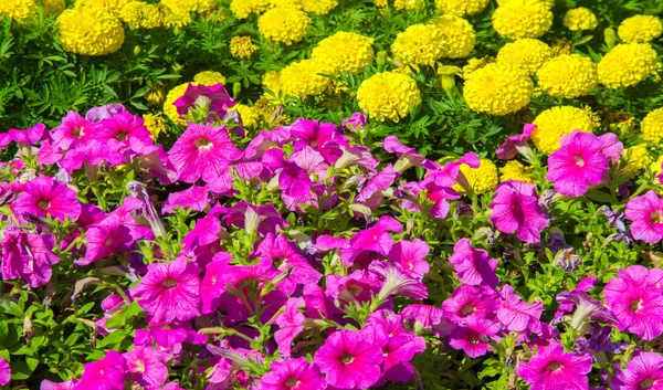 Paisajismo Floral Trae Motín Color Las Calles Ciudad Camas Ciudad — Foto de Stock