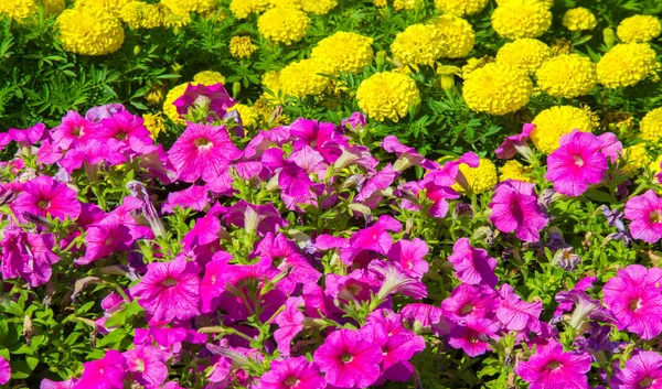 Floral Landscaping Brings Riot Color City Streets City Beds Flowers — Stock Photo, Image