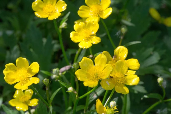 Ranunculus Acris Blomsterväxt Familjen Ranunculaceae Och Vanligaste Smörblommorna Europa Och — Stockfoto