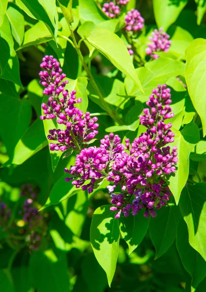 Syringa Lila Soorten Van Bloeiende Houtachtige Planten Olijffamilie Afkomstig Uit — Stockfoto