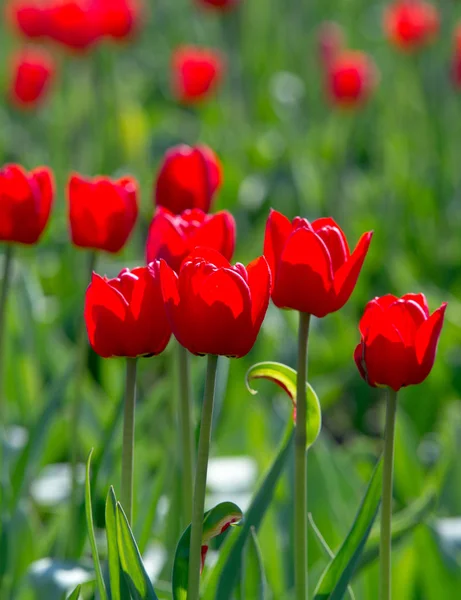 Tulips Tulipa Form Genus Spring Blooming Perennial Herbaceous Bulbiferous Geophytes — Stock Photo, Image