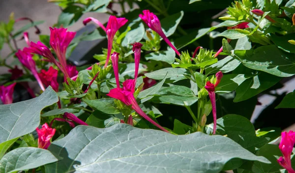 Mirabilis Genus Plants Family Nyctaginaceae Known Four Clocks Umbrellaworts Best — Stock Photo, Image