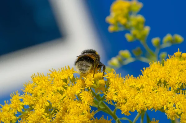 Flor Solidago Comúnmente Llamada Barras Oro Proviene América Del Norte — Foto de Stock