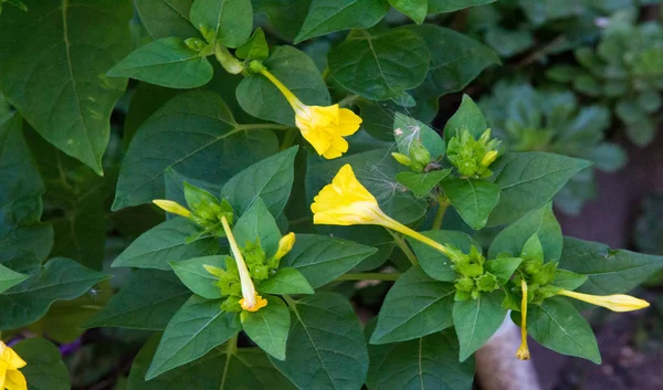 Mirabilis Rodzaj Roślin Rodziny Nyctaginaceae Nyctaginaceae Najbardziej Znanym Gatunkiem Może — Zdjęcie stockowe