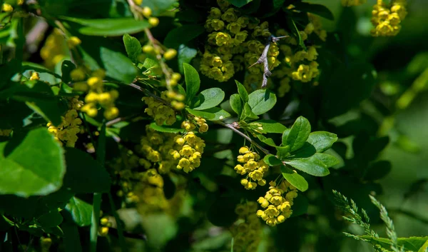 Berberis Vulgaris Berberiler Berberis Vulgaris Familyasından Bir Böğürtlen Türü Yenilebilir — Stok fotoğraf