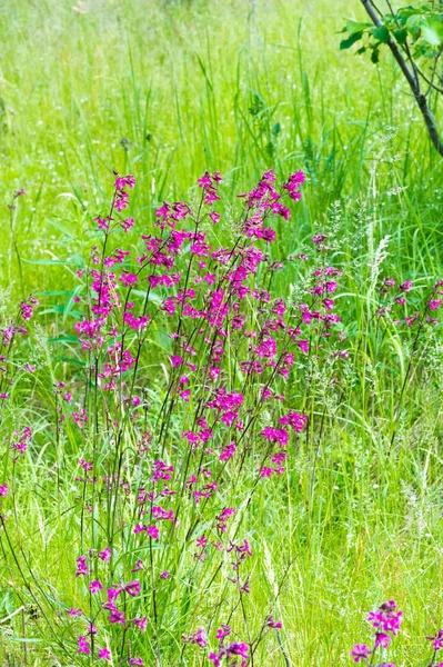 Silene Viscaria Sticky Catchfly Clammy Campion Flowering Plant Family Caryophyllaceae — Stockfoto