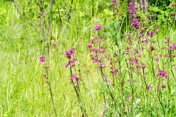 Silene Viscaria Sticky Catchfly Clammy Campion Flowering Plant Family Caryophyllaceae — Stockfoto