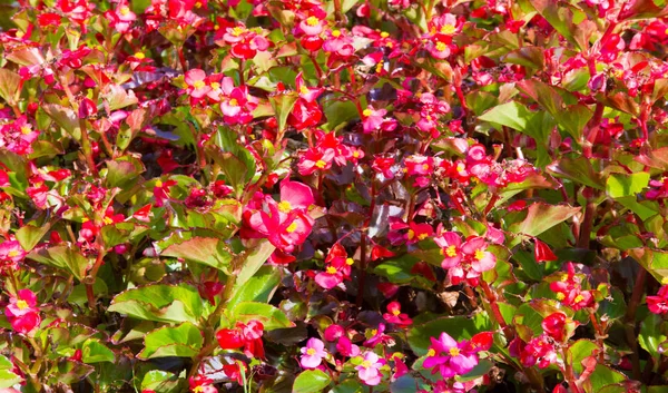 Begonia Género Botânico Pertencente Família Begonidae Begonias São Nativas Clima — Fotografia de Stock