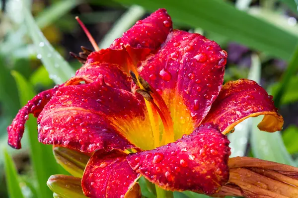 Lirios Lirio Las Flores Son Grandes Menudo Fragantes Presentan Una — Foto de Stock