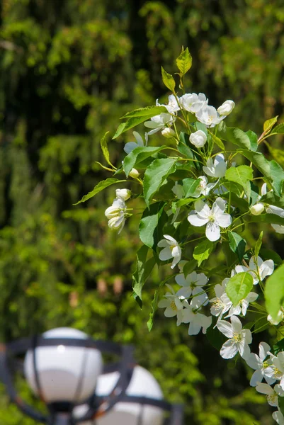 Appelbloemen Appelbloesem Zon Natuurlijke Groene Achtergrond Boom Witte Bloemen Het — Stockfoto