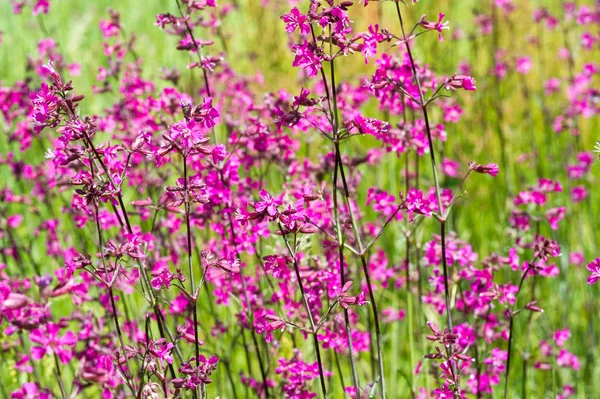 Silene Viscaria Sticky Catchfly Clammy Campion Flowering Plant Family Caryophyllaceae — Stock Photo, Image