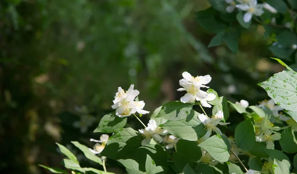 Jazmín Arbusto Del Viejo Mundo Planta Trepadora Que Lleva Flores —  Fotos de Stock