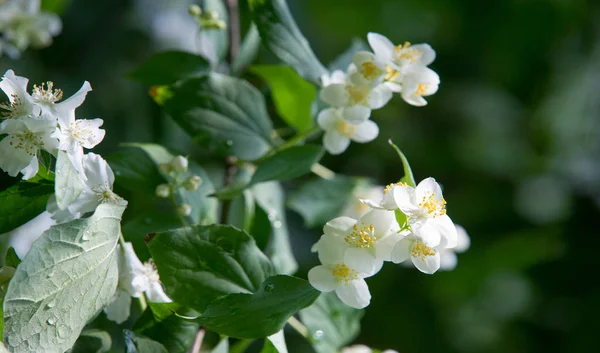 Jasmin Arbuste Ancien Monde Plante Grimpante Qui Porte Des Fleurs — Photo