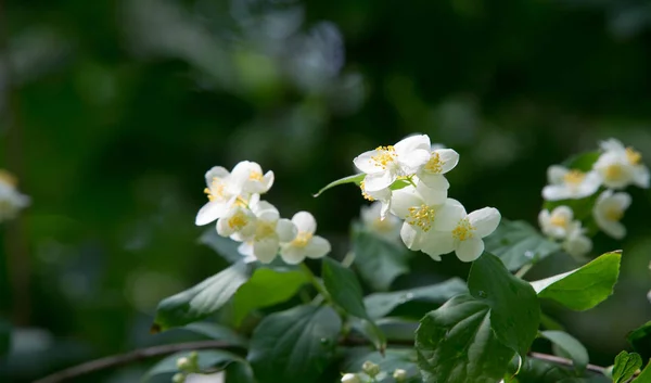 ジャスミンは 香水や紅茶で使用される香りの良い花を持つ古い世界の低木や登山植物です 観賞用として人気がある 蛍光ゴールドコースト ジャスミン — ストック写真