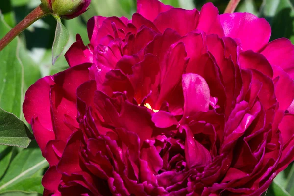 Peony Lub Peony Jest Rośliną Kwitnącą Rodzaju Paeonia Jedyną Rodzinie — Zdjęcie stockowe