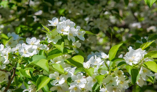 Almavirág Almavirág Napsütésben Természetes Zöld Háttér Felett Fehér Virágok Tavasszal — Stock Fotó