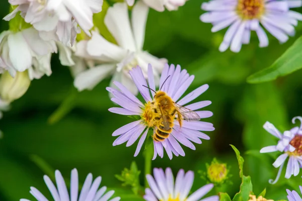 Nombre Aster Proviene Palabra Griega Que Significa Estrella Que Significa —  Fotos de Stock