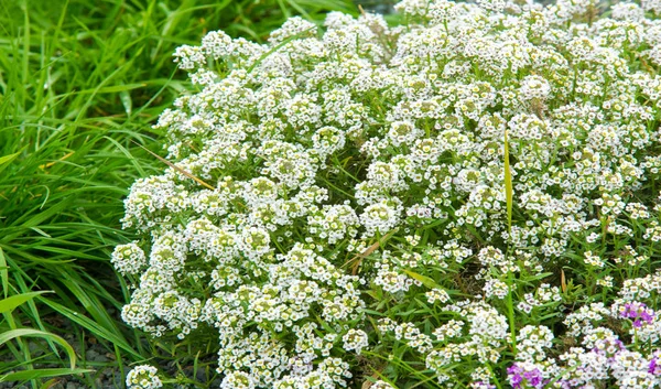 Lobularia Snow Princess Sweet Alyssum Delicate Carpet Tiny Flowers Subtle — Stock Photo, Image