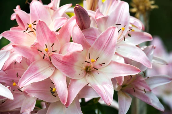 Liliom Liliom Lily Virágok Nagy Gyakran Illatos Bemutatják Színek Széles — Stock Fotó