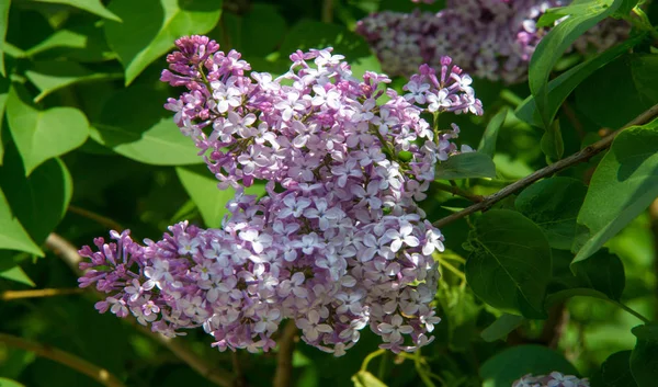 Syringa Lila Soorten Van Bloeiende Houtachtige Planten Olijffamilie Afkomstig Uit — Stockfoto