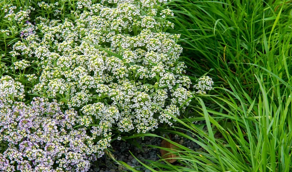 洛布利亚雪公主甜蜜的艾莉丝苏姆 这是一个精致的地毯 由微小的花朵和微妙的 甜蜜的香气组成 在生长季节的大部分时间里 低矮的叶子上都长满了花 — 图库照片