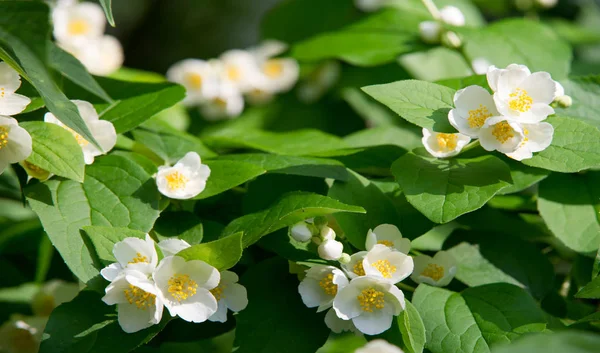 Jazmín Arbusto Del Viejo Mundo Planta Trepadora Que Lleva Flores — Foto