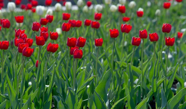 Tulipas Tulipa Formam Gênero Geófitos Bolhosos Herbáceos Perenes Com Flores — Fotografia de Stock
