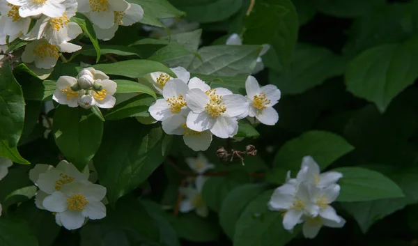 Jasmine Old World Shrub Climbing Plant Bears Fragrant Flowers Used — Stock Photo, Image