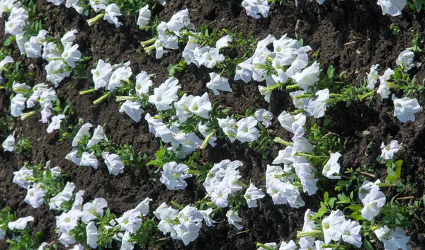 Petunia Jest Jedną Kwitnących Roślin Pochodzenia Południowoamerykańskiego Jest Nazwa Francuskiej — Zdjęcie stockowe