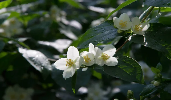 Jasmine Old World Shrub Climbing Plant Bears Fragrant Flowers Used — Stock Photo, Image