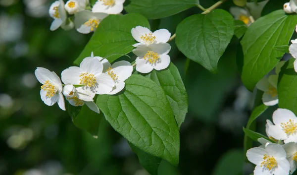 Jazmín Arbusto Del Viejo Mundo Planta Trepadora Que Lleva Flores —  Fotos de Stock