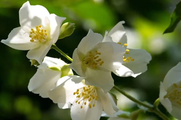 Philadelphus Sie Werden Mock Orange Genannt Anlehnung Ihre Blüten Die — Stockfoto