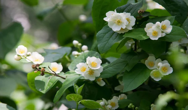 Jazmín Arbusto Del Viejo Mundo Planta Trepadora Que Lleva Flores —  Fotos de Stock