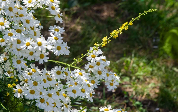 Chamomile Flowers Camomile Daisy Wheel Daisy Chain Chamomel Aromatic European — Stock Photo, Image