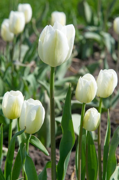 Tulipany Tulipa Tworzą Rodzaj Kwitnących Wiosnę Wieloletnich Zielnych Geofitów Bulwiastych — Zdjęcie stockowe