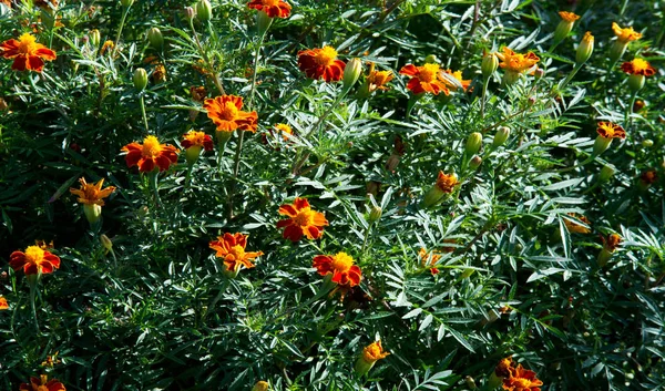 Marigold Hiçbir Yıllık Kadife Çiçeği Yetiştirmekten Daha Neşeli Kolay Değildir — Stok fotoğraf