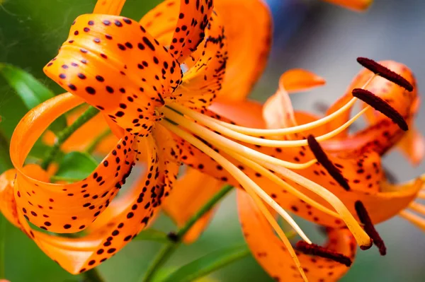 Lilium Lancifolium Азиатский Вид Лилии Произрастающий Китае Японии Корее Дальнем — стоковое фото