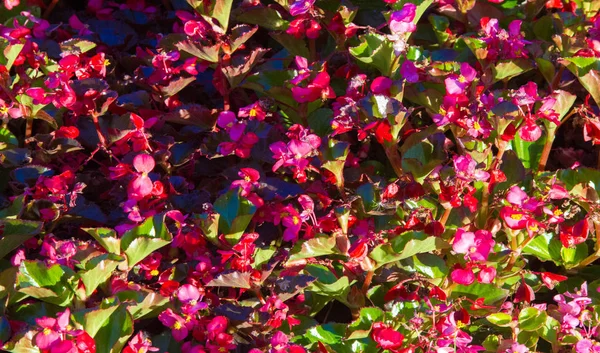 Begonia Genus Perennial Flowering Plants Begonian Family Begonias Native Humid — Stock Photo, Image