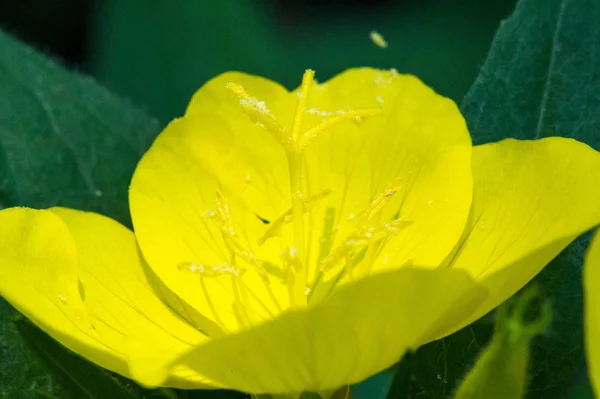 Oenothera Könnte Ihren Ursprung Mexiko Und Mittelamerika Haben Einige Oenothera — Stockfoto