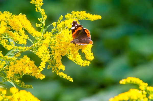 Flor Solidago Comumente Chamado Goldenrods Vem América Norte Incluindo México — Fotografia de Stock