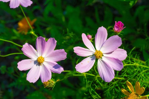 Cosmos Género Botânico Pertencente Família Cosmos Com Mesmo Nome Comum — Fotografia de Stock