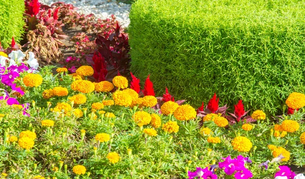 Florale Landschaftspflege Bringt Farbe Die Straßen Der Stadt Stadtbeete Mit — Stockfoto