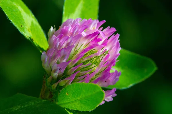 Clover Herbaceous Plant Pea Family Has Dense Globular Flower Heads — Stock Photo, Image